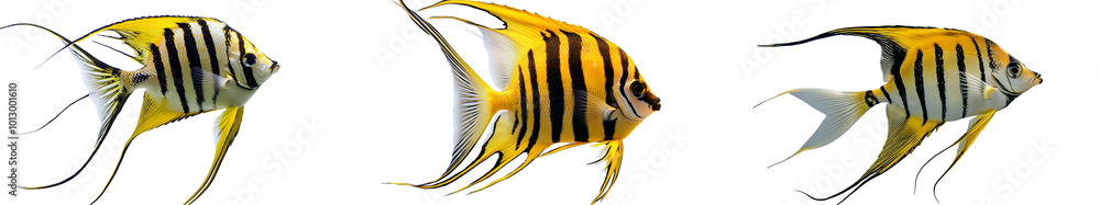 Wall mural 
A striking angelfish isolated on transparent PNG.