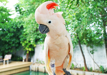 Adorable Salmon-crested Cockatoo Raising his Vibrant Red-orange Color Crest