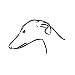 Obraz premium Spanish galgo, Greyhound black and white dog