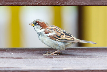 Portrait of a sparrow in the city