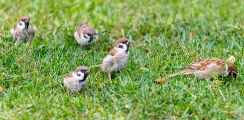 A group of small birds are standing in a grassy field