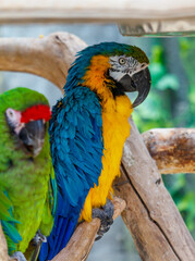Two parrots are perched on a wooden branch