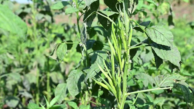 Fresh vegetable green cluster beans or guar beans on plant in garden