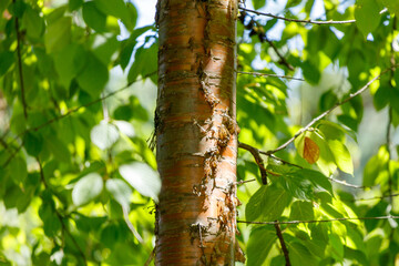 A tree trunk with a brown bark and green leaves