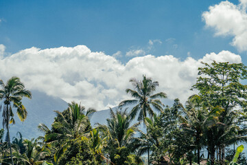 Naklejka premium Palm trees landscape in Bali.