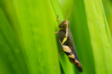 Grasshopper on Green Leaf