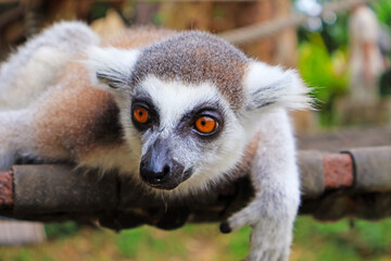 Closeup of a Ring-tailed Lemur in an Open Zoo of Thailand