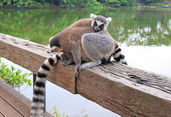 Mutual Grooming of a Pair of Ring-tailed Lemurs in the Zoo