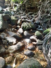 stream in the forest