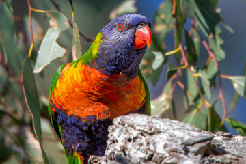 Rainbow Lorikeet (Trichoglossus moluccanus)