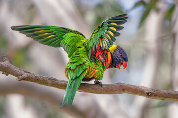 Rainbow Lorikeet (Trichoglossus moluccanus)