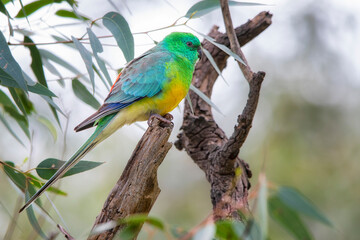 Red-rumped Parrot (Psephotus haematonotus)
