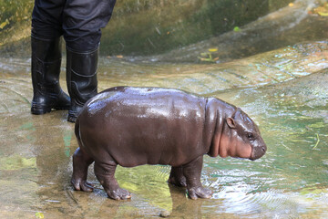 Nearly 3 months old adorable baby Pygmy Hippo compared to human