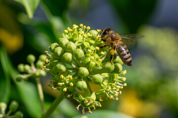 Honey bee (Apis mellifera) eating nectar on flowering ivy (Hedera helix)