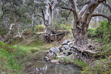 Old Gum Trees along the Moonee Ponds Creek, Woodlands Historic Park, Melbourne, Australia