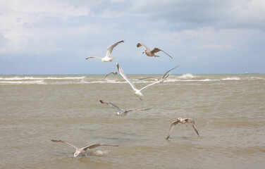 combative and aggressive seagulls fighting each other to conquer food found in the middle of the sea