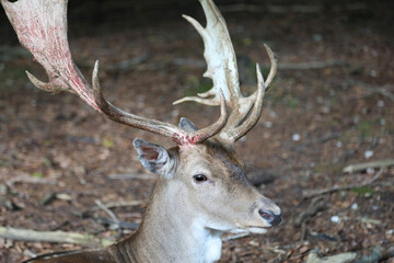 big  antlers of the majestic deer in the national park where hunting is not allowed