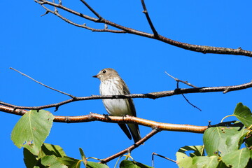Fototapeta premium Grey-streaked flycatcher perched on a tree branch against a blue sky