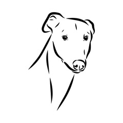 Spanish galgo, Greyhound black and white dog