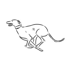 Spanish galgo, Greyhound black and white dog