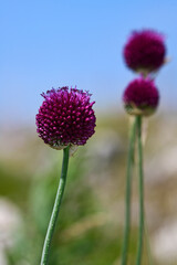 Obraz premium Kugelköpfiger Lauch // Round-headed leek, round-headed garlic (Allium sphaerocephalon)