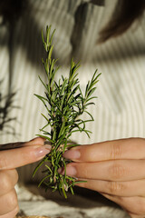 Front view of female holding rosemary sprigs in hands. Close-up of fresh herbs. Woman in an apron