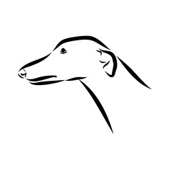 Spanish galgo, Greyhound black and white dog