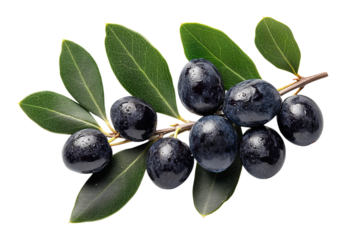 Ripe black olives on a branch with leaves, close up isolated on white background