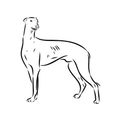 Spanish galgo, Greyhound black and white dog