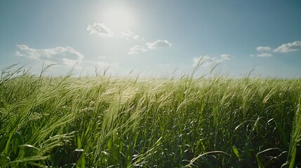 Obraz premium A wide shot of an open field with tall grass swaying dramatically in the wind, capturing the essence of breezy weather and dynamic motion in a vibrant landscape. 