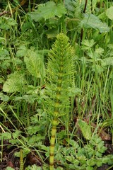 Closeup on an emerging great horsetail, Equisetum telmateia in North Oregon