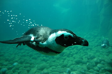 pinguin vogel zoo natur wasser