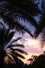Palm trees against the background of dawn. The silhouette of palm trees. The coast of the Indian Ocean. Background. Vertical photo.