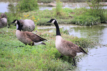 country goose on the beach