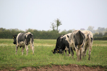 cows in a pasture