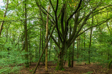 old beech tree in the forest