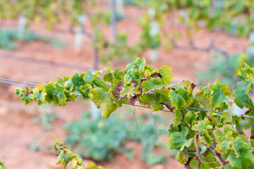 hoja de vid al final de temporada en llucmajor mallorca