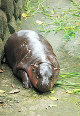 Adorable baby Pygmy Hippo with pinkish cheek relaxing during the day