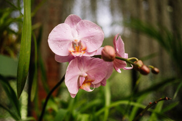 Orchidée 1