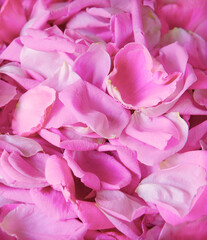 Natural background of rose petals