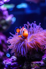 Beautiful cute anemone clown fish hiding inside an anemone coral. 