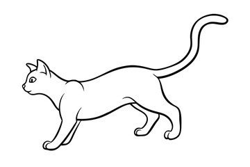 A cat on white background