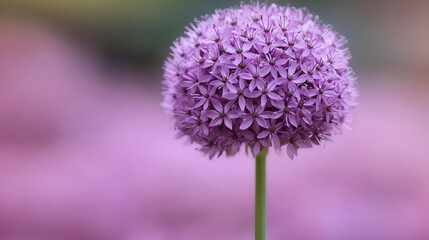 A vibrant purple allium flower blooms in a serene garden setting during early morning light