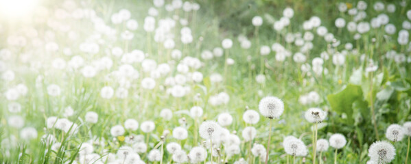 Fototapeta premium Green field with white dandelions