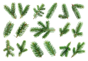 Pine tree branches Fir twigs with green needles on white background. Winter holiday evergreen