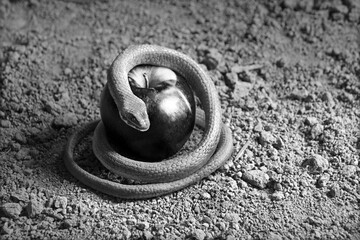 A snake wrapped around an apple as a symbol of temptation