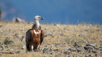 Griffon vultire - Gyps fulvus