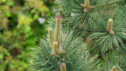 fir tree branch