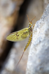 Green drake mayfly - Ephemera danica