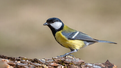 Obraz premium Great tit - Parus major